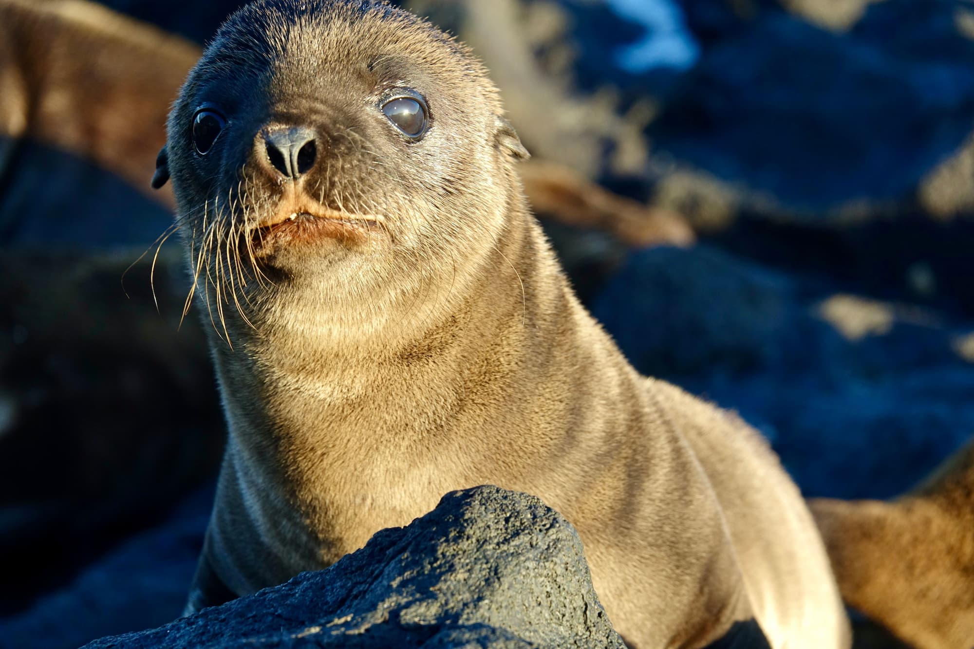 Galapagos sea lion pup close-up on volcanic rock, Galapagos Islands Ecuador