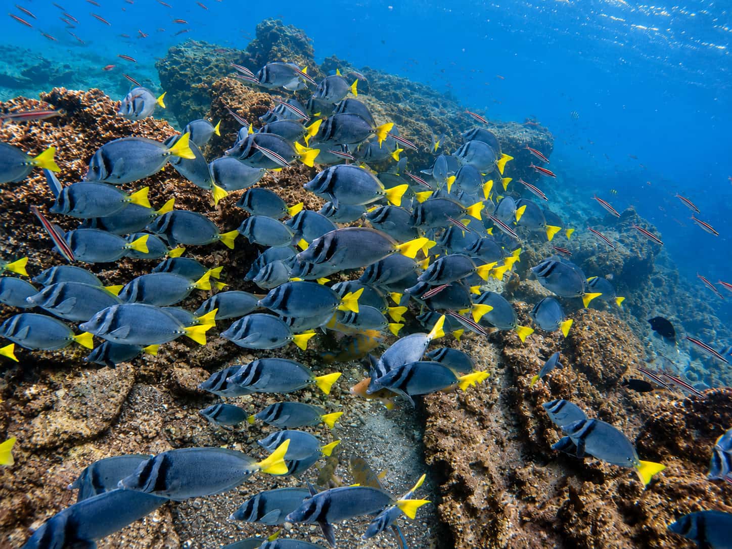 Galapagos colourful reef fish