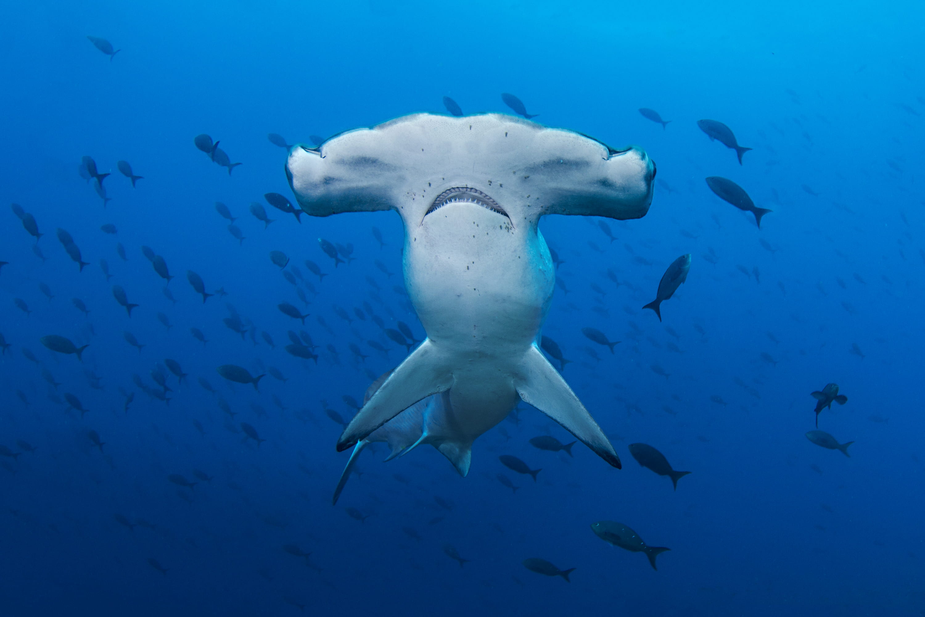 Galápagos shark