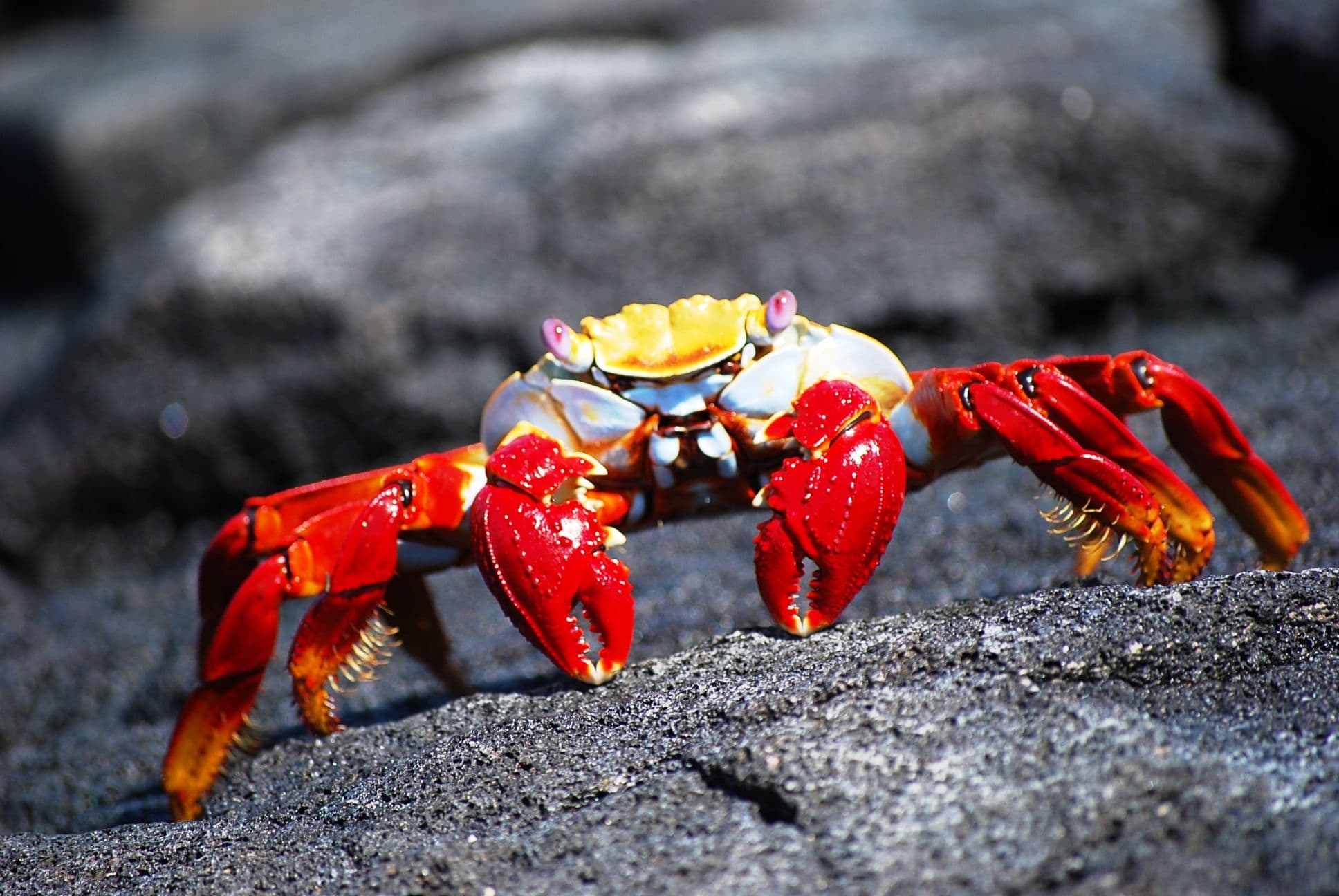 Sally Lightfoot crab