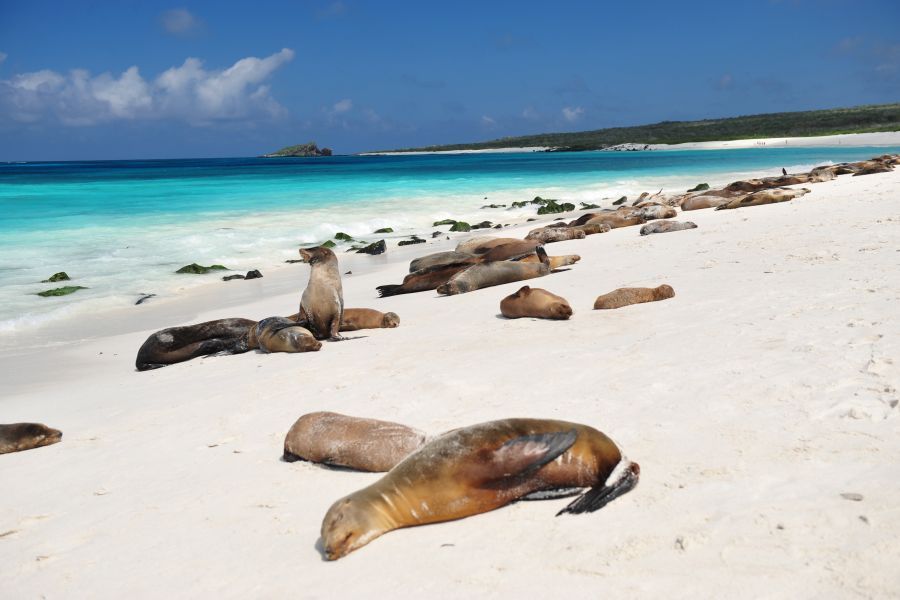 Group of seals lounging along the shoreline.