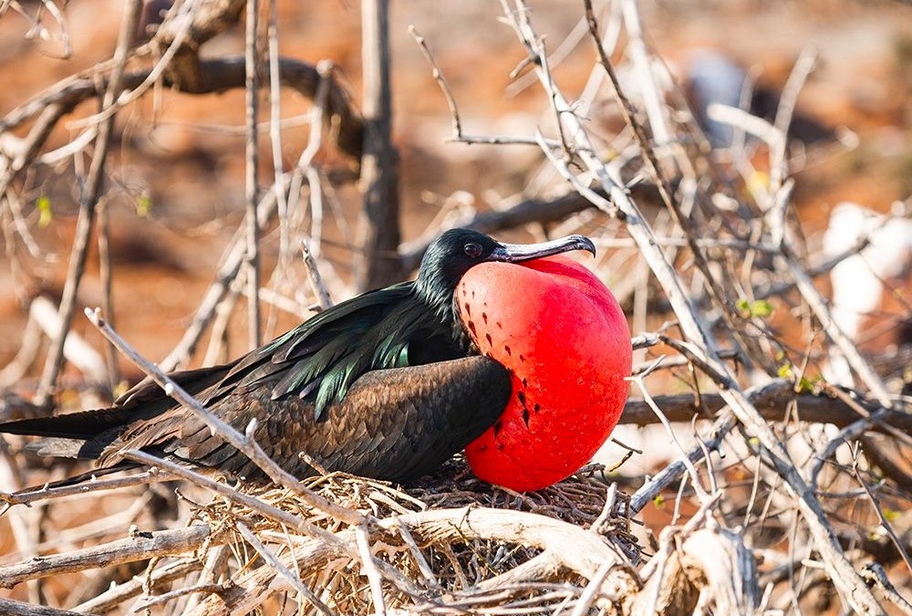 Male frigatebird