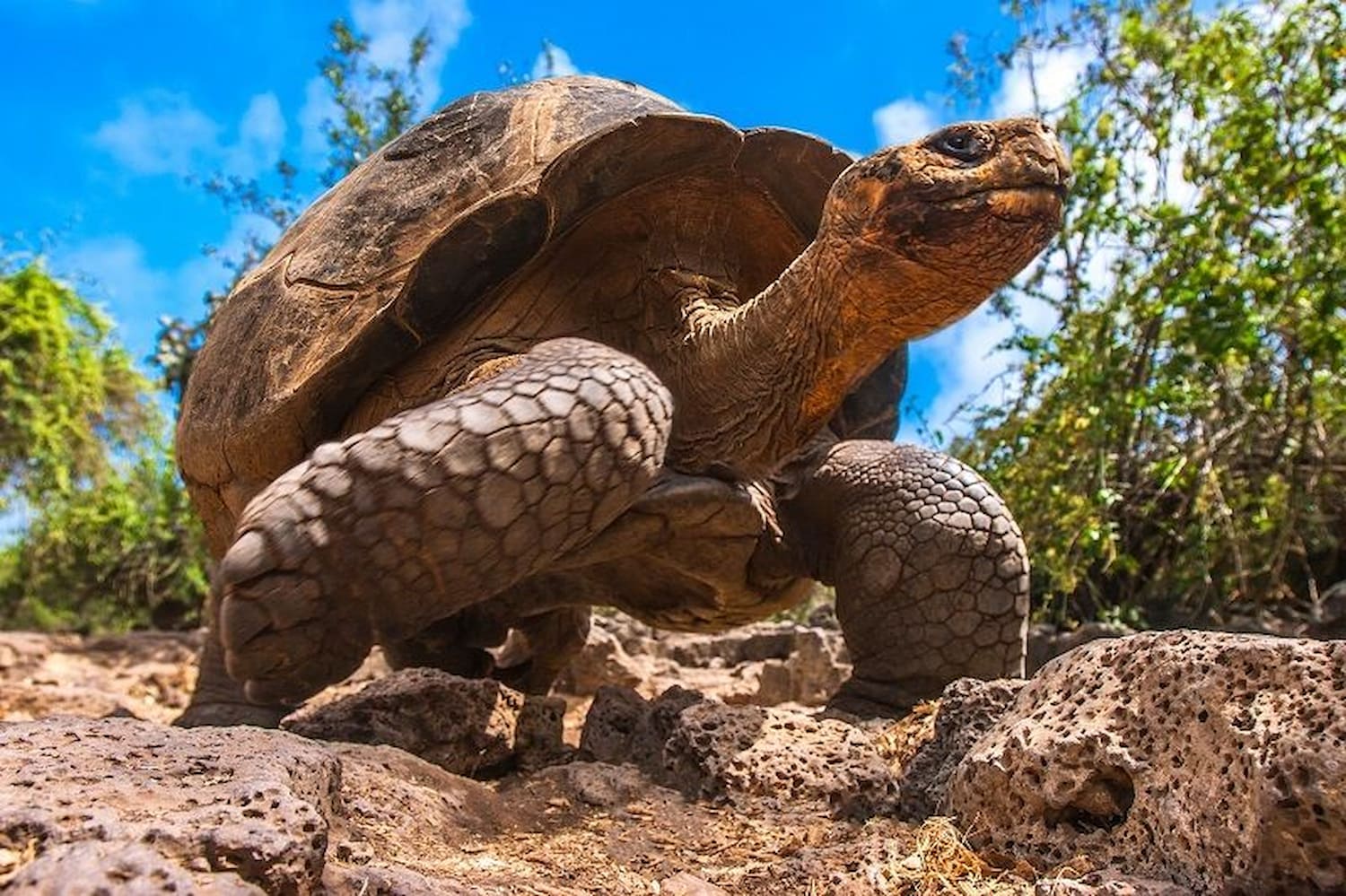 Giant Tortoise in Santa cruz Island