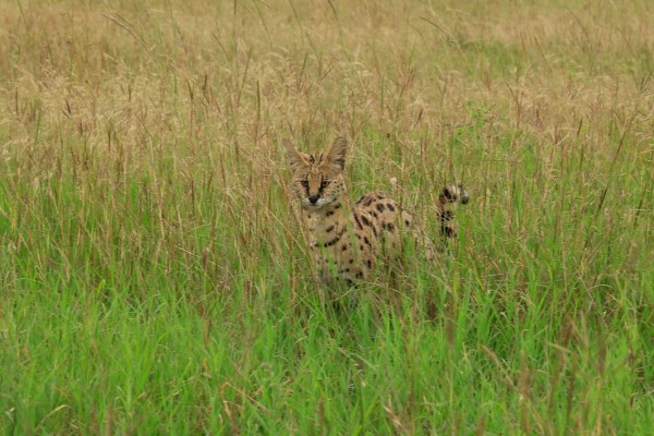 Elusive cat in Serengeti spotted and captured by Tara from Viva.