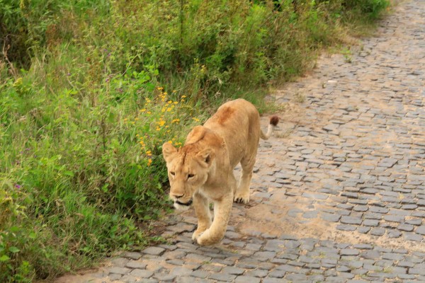 Lion in the wild captured by Tara from Viva.