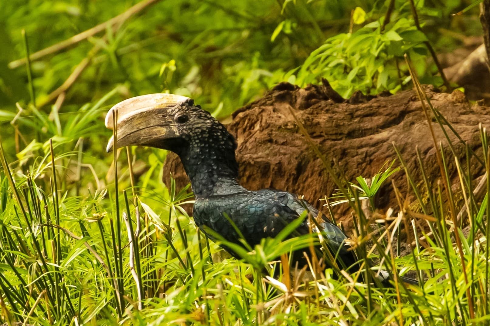 Iconic salary-cheeked hornbill in Lake Manyara National Reserve