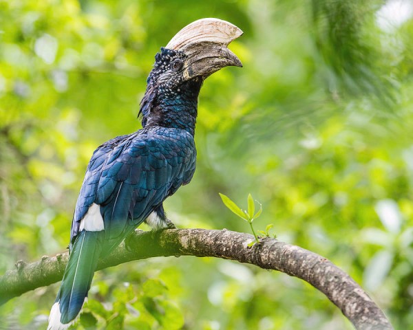 Spot the iconic silvery-cheeked hornbill in Manyara National Reserve
