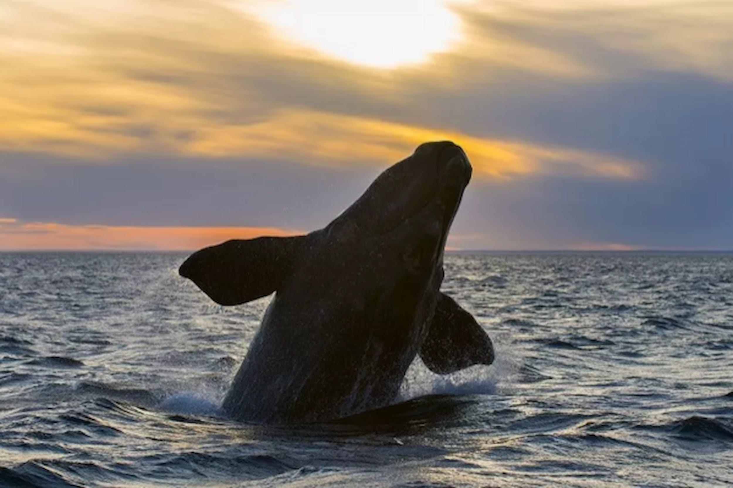 Humpback whales in Patagonia