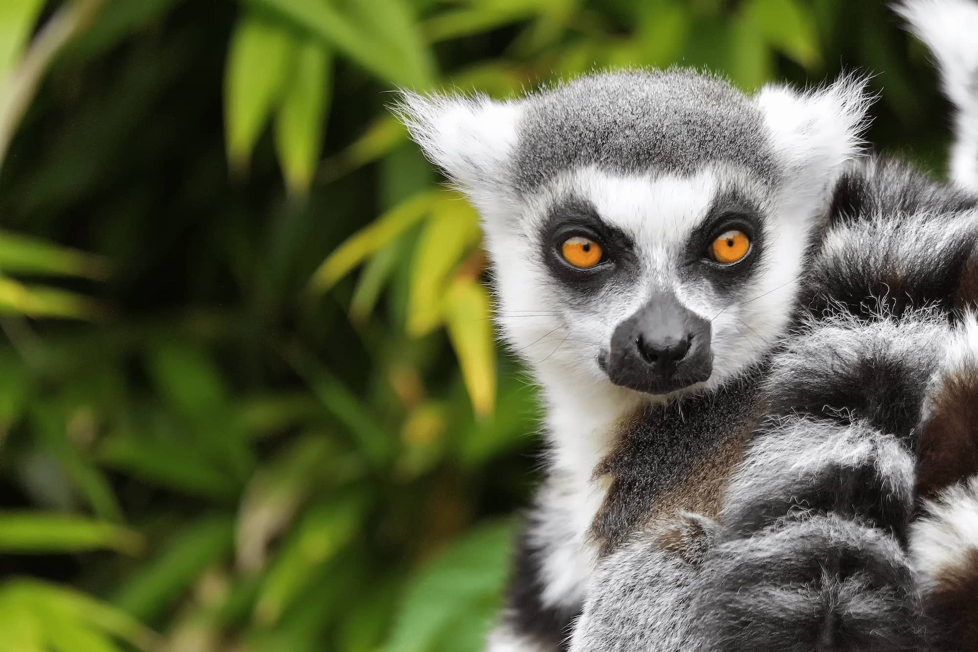 Close-up of a ring-tailed lemur in a Madagascar national park.