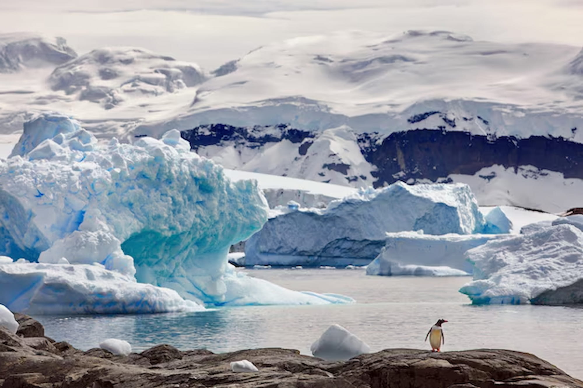 Cruising to Antarctica means high chance of seeing penguins