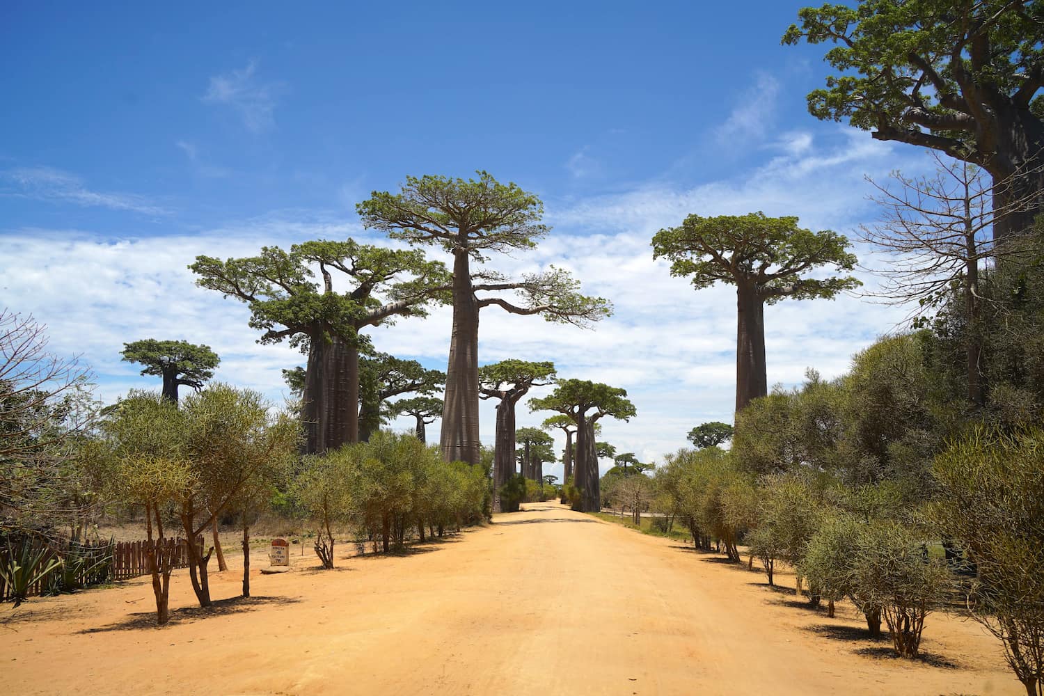 The Avenue of Baobabs