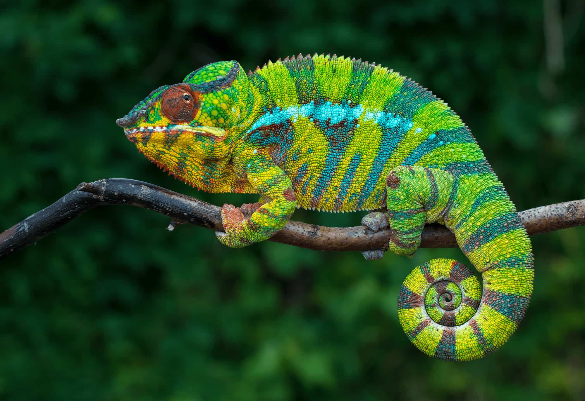 Brightly coloured panther chameleon with green, blue and yellow markings on a branch, Madagascar.