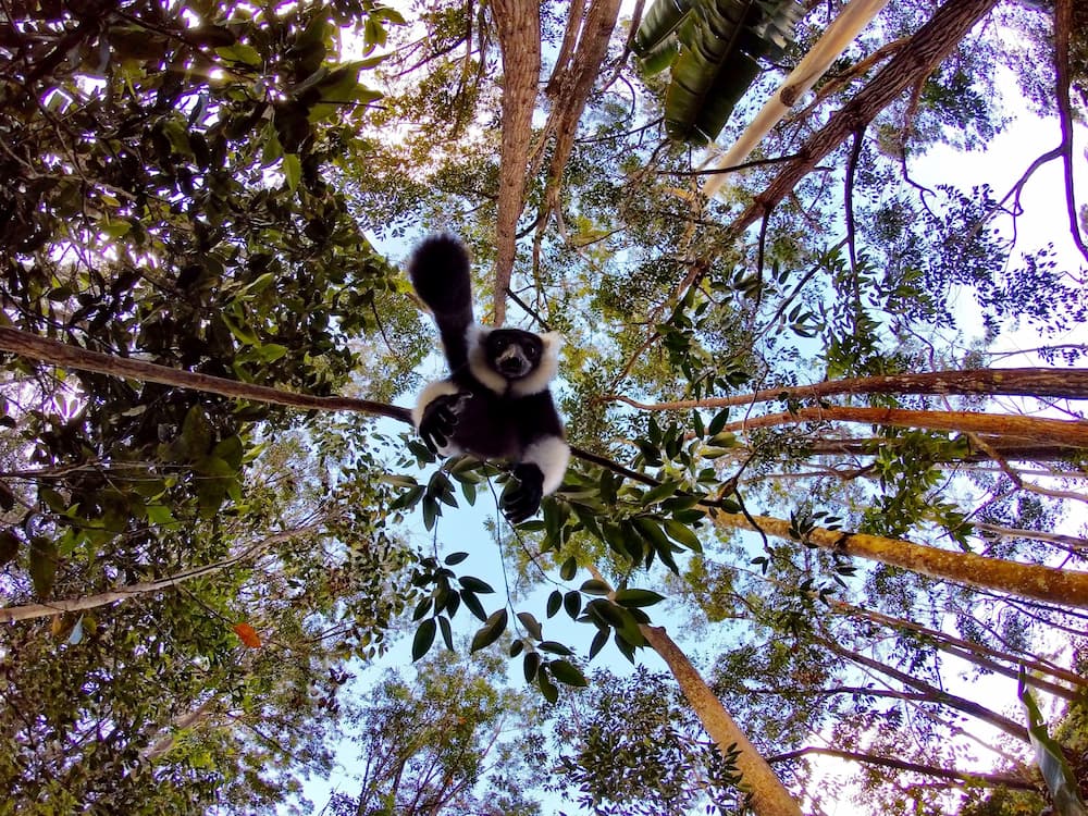 Indri lemur descending from the treetops