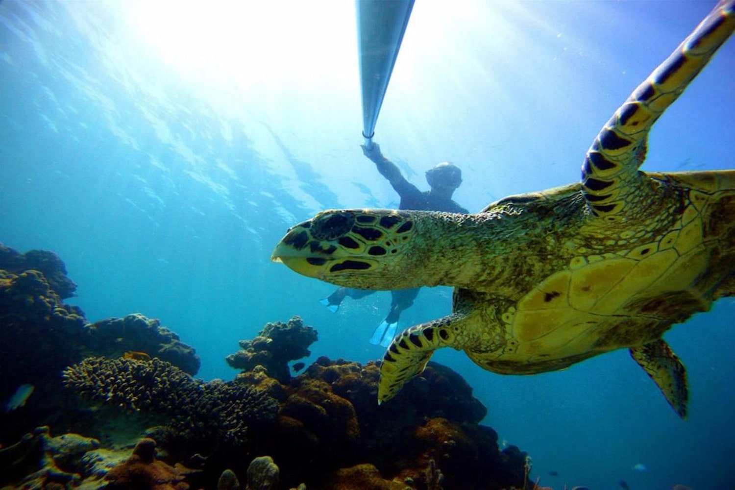 A snorkelling activity in Nosy Be.