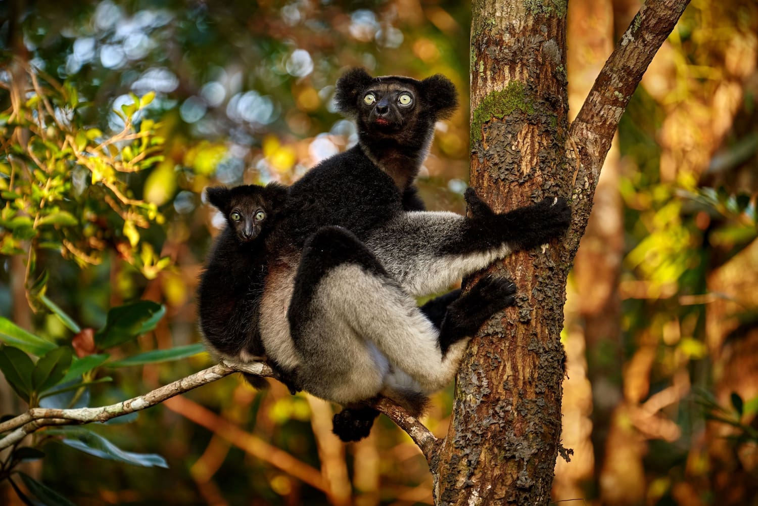 Madagascar’s largest lemur.