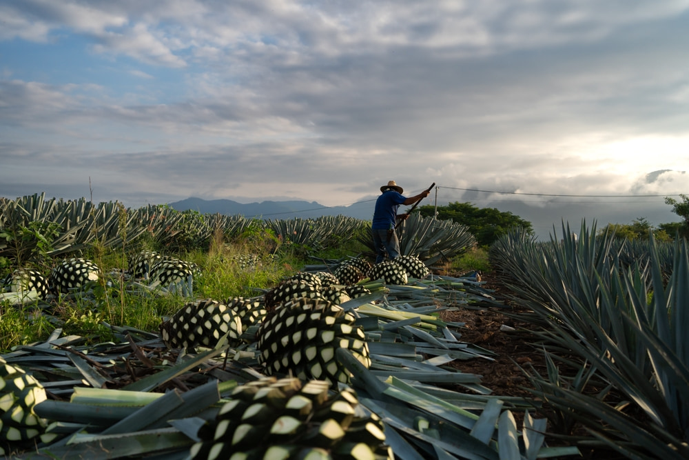 Harvesting agave plants in Jalisco, Mexico.