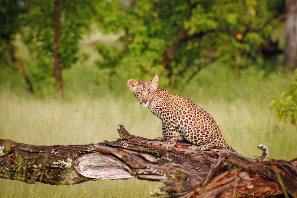 Leopard cub spotted in Moremi Game Reserve. 
