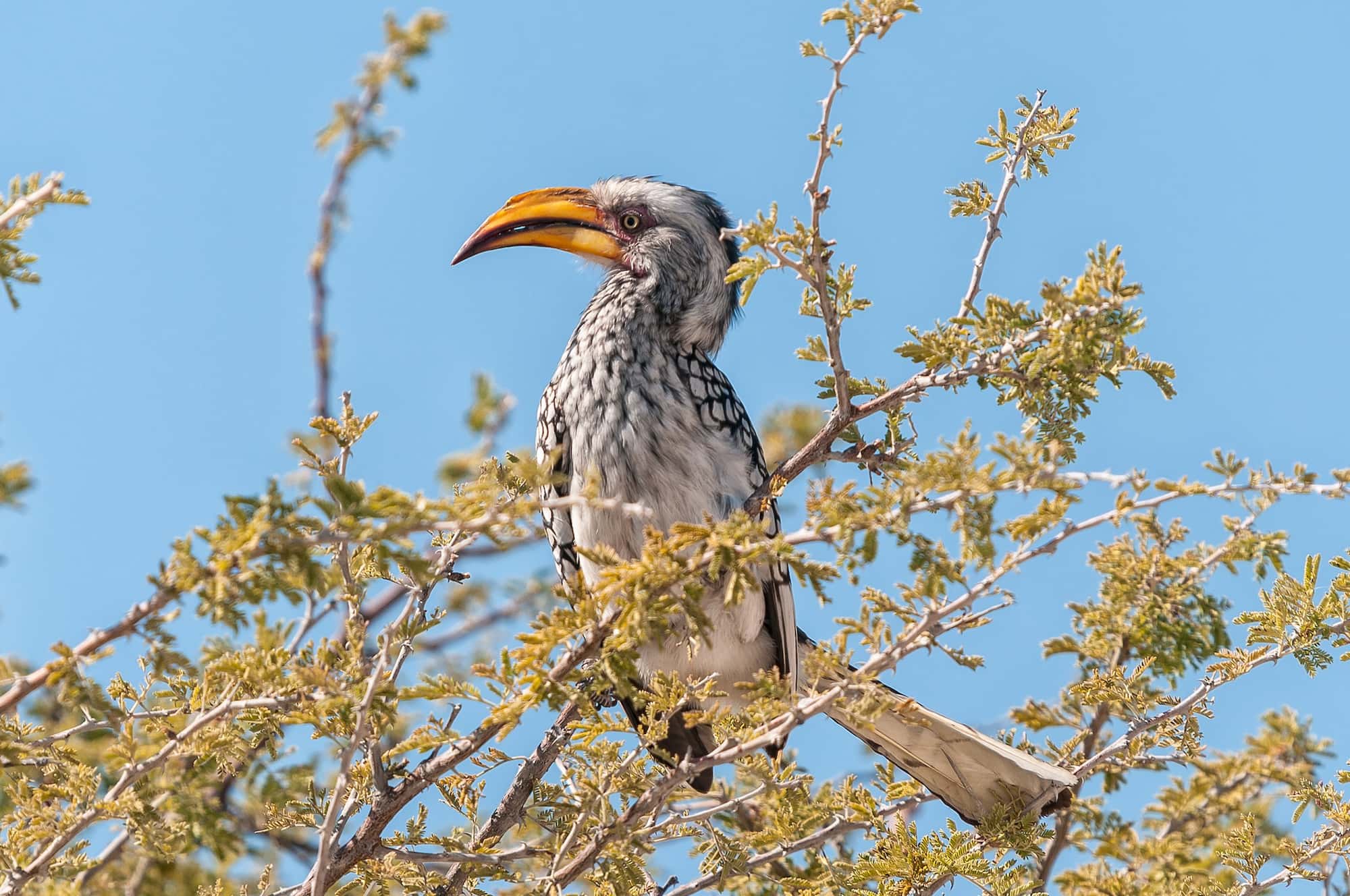 Namibia's iconic yellow-billed hornbill