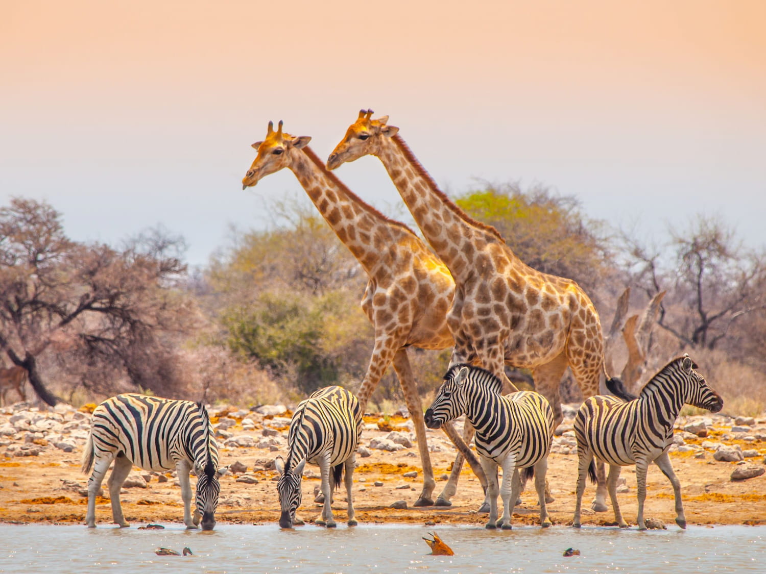 Rich wildlife of Etosha National Park.