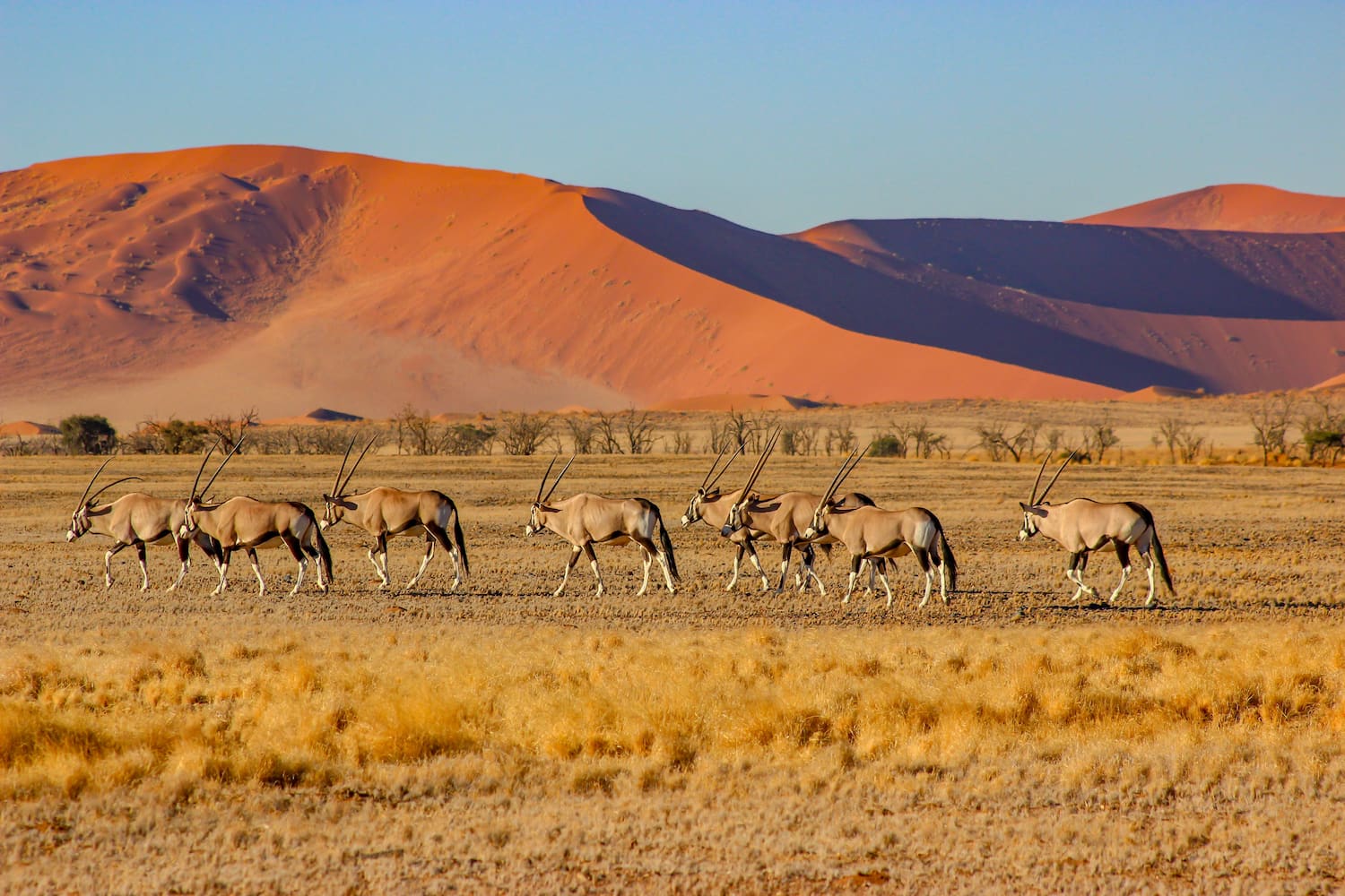 Oryx in the heart of Namibia's endless dunes.