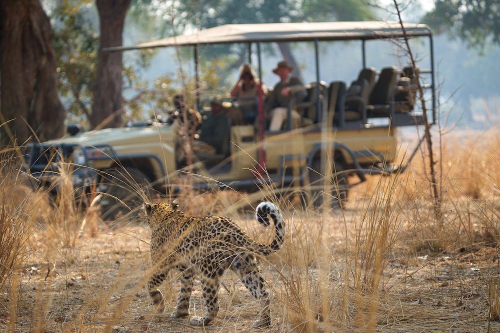 Game drives are the best way to spot elusive big cats