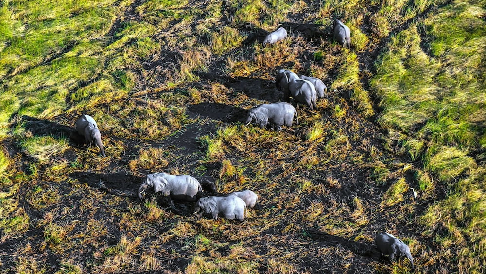 Visit the Okavango Delta for an aerial shot of a group of elephants crossing