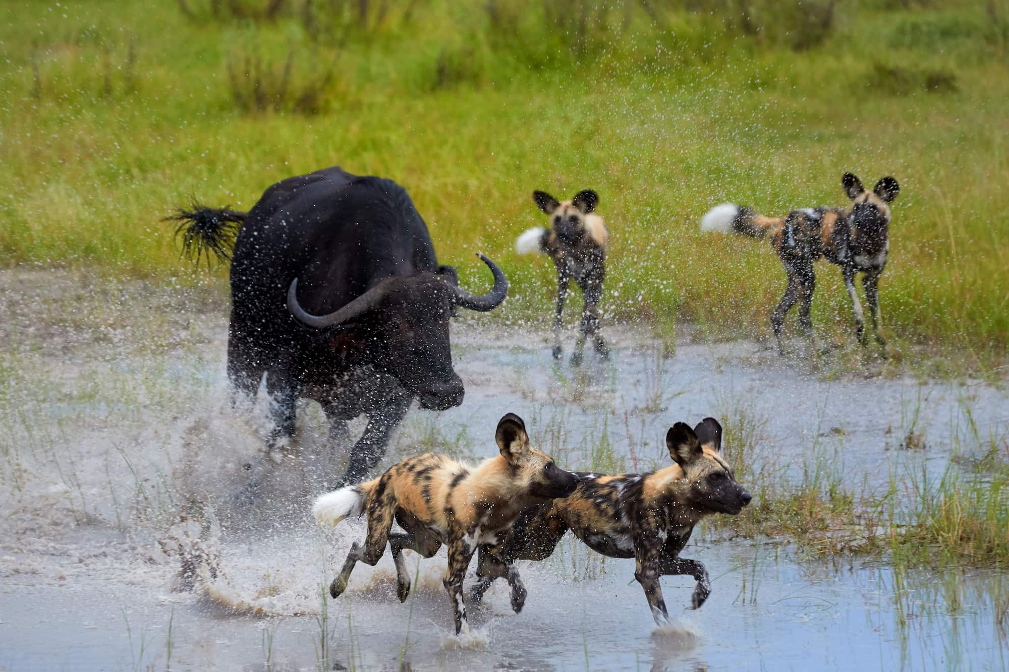 An African buffalo in pursuit of endangered African wild dogs