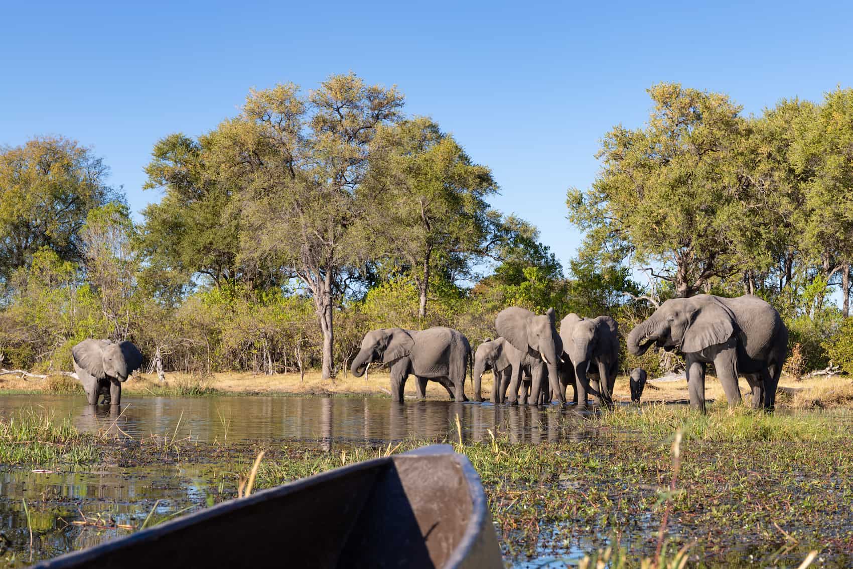 Elephants cooling off by the water in the Okavango Delta