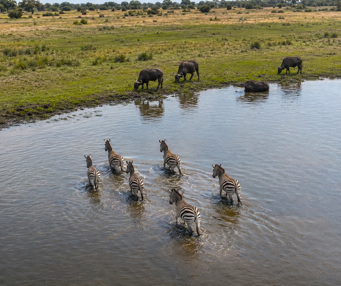 Zebras and other animals play a role in keeping the Delta alive