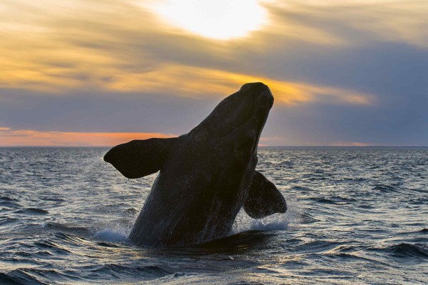 Patagonia in month Southern right whales in action.