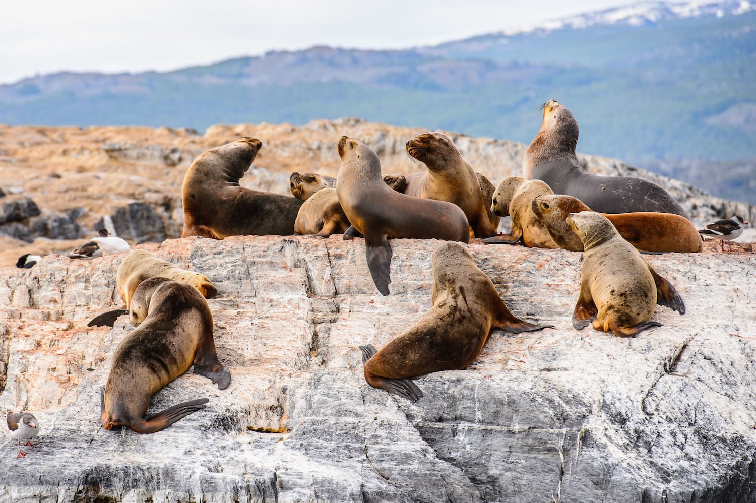 Seals resting in the Beagle Channel