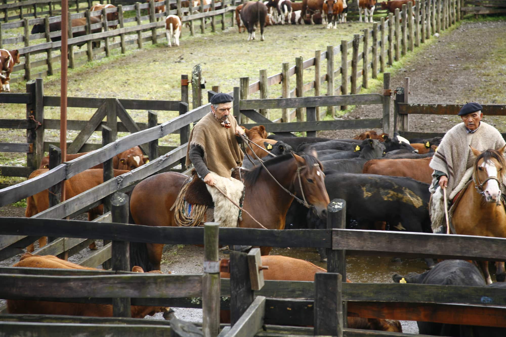 Argentinian gaucho horsemen with cattle, in a traditional estancia, Patagonia.
