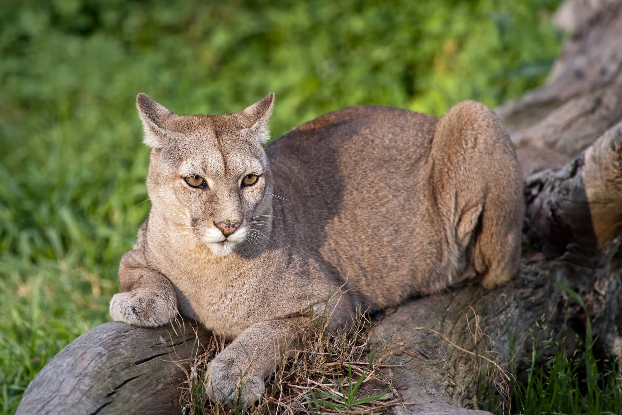 Puma resting on a fallen log in Patagonia