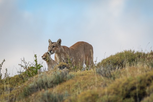 Patagonia travel guide a change to spot the Puma in the wild.