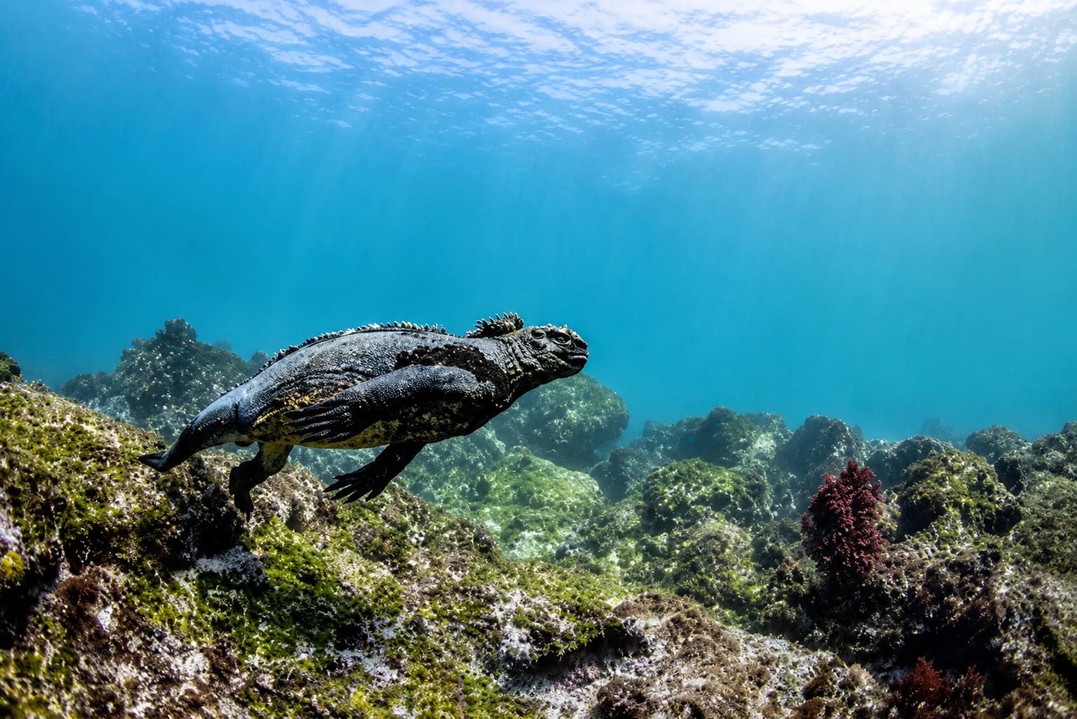 A close encounter with a fascinating marine iguana