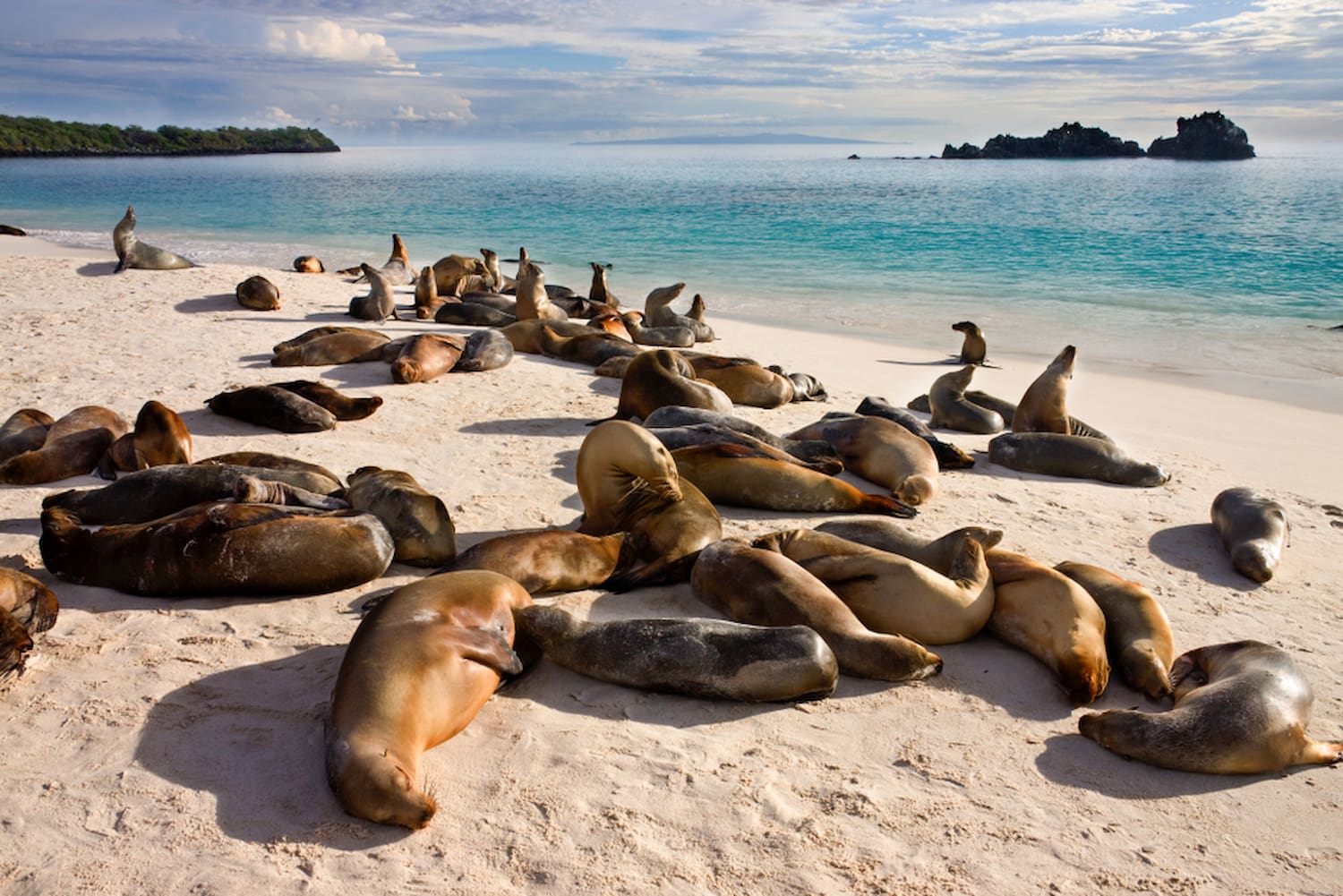 Colony of sea lions at Gardner Bay on Española Island