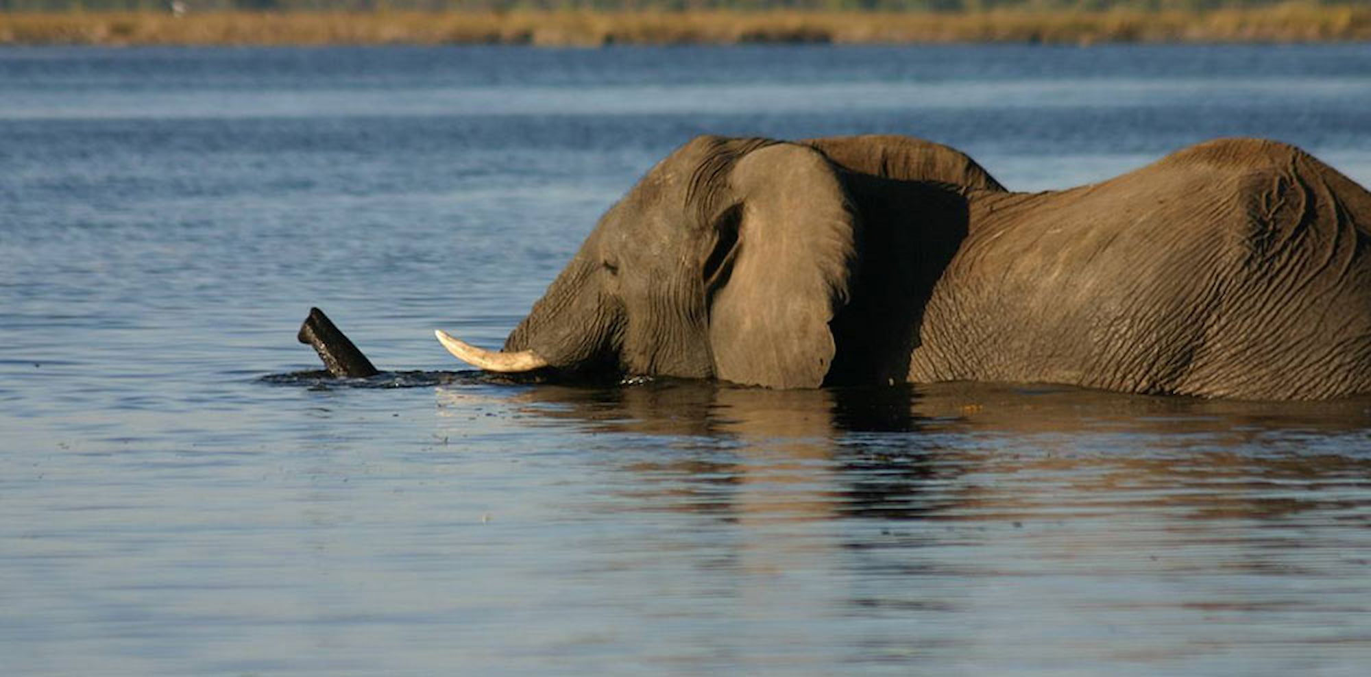 Partly submerged elephant in the Okavango Delta, Botswana.