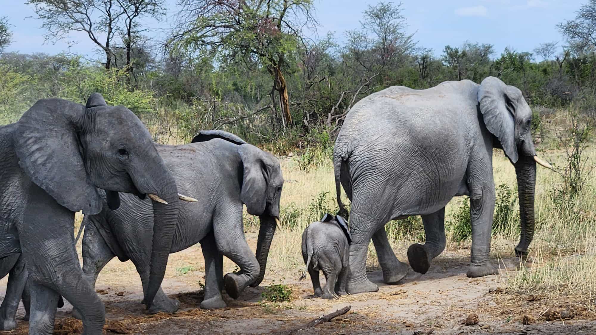 Elephants in the Okavango Delta, Botswana