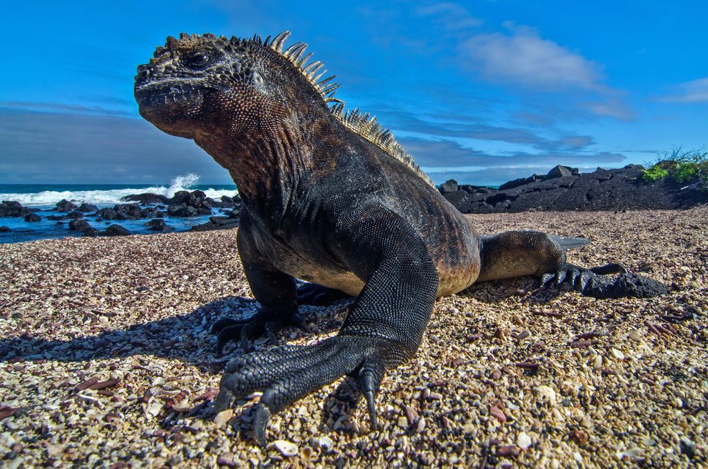 A marine iguana basking on the shore of the Galápagos Islands, Ecuador