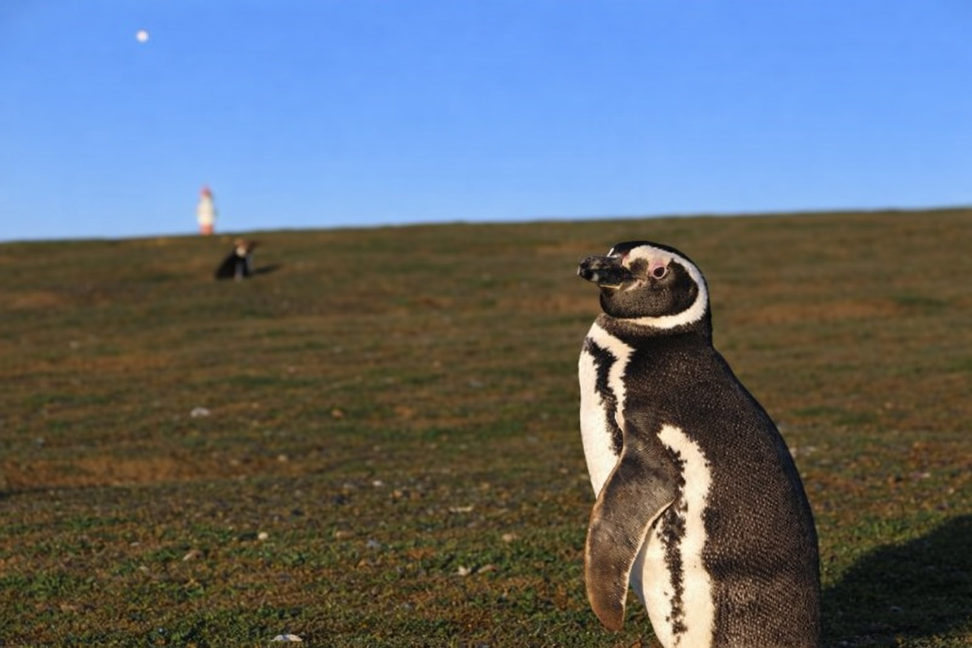 Magellanic penguin on Magdalena Island near Punta Arenas, Chile