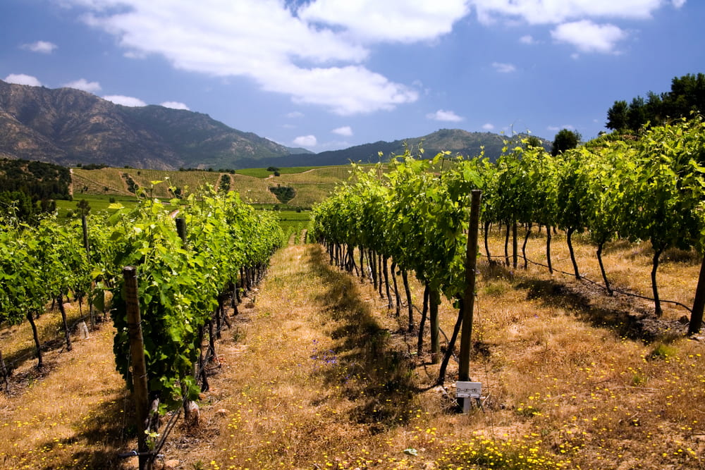 Winery in the Colchagua Valley, Chile.