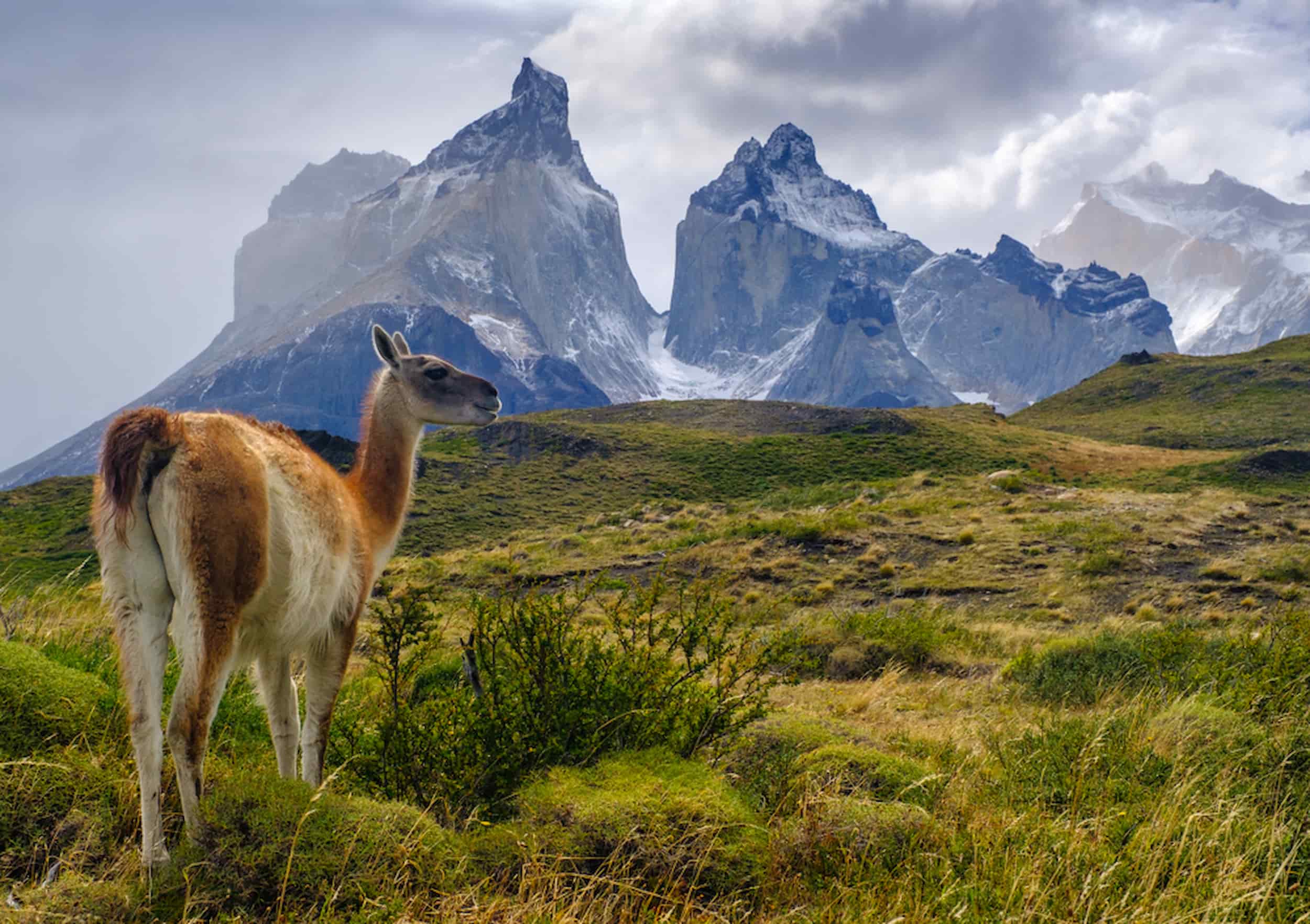 Guanaco standing in the mountain of Patagonia. Guanaco standing in the mountain of Patagonia.
