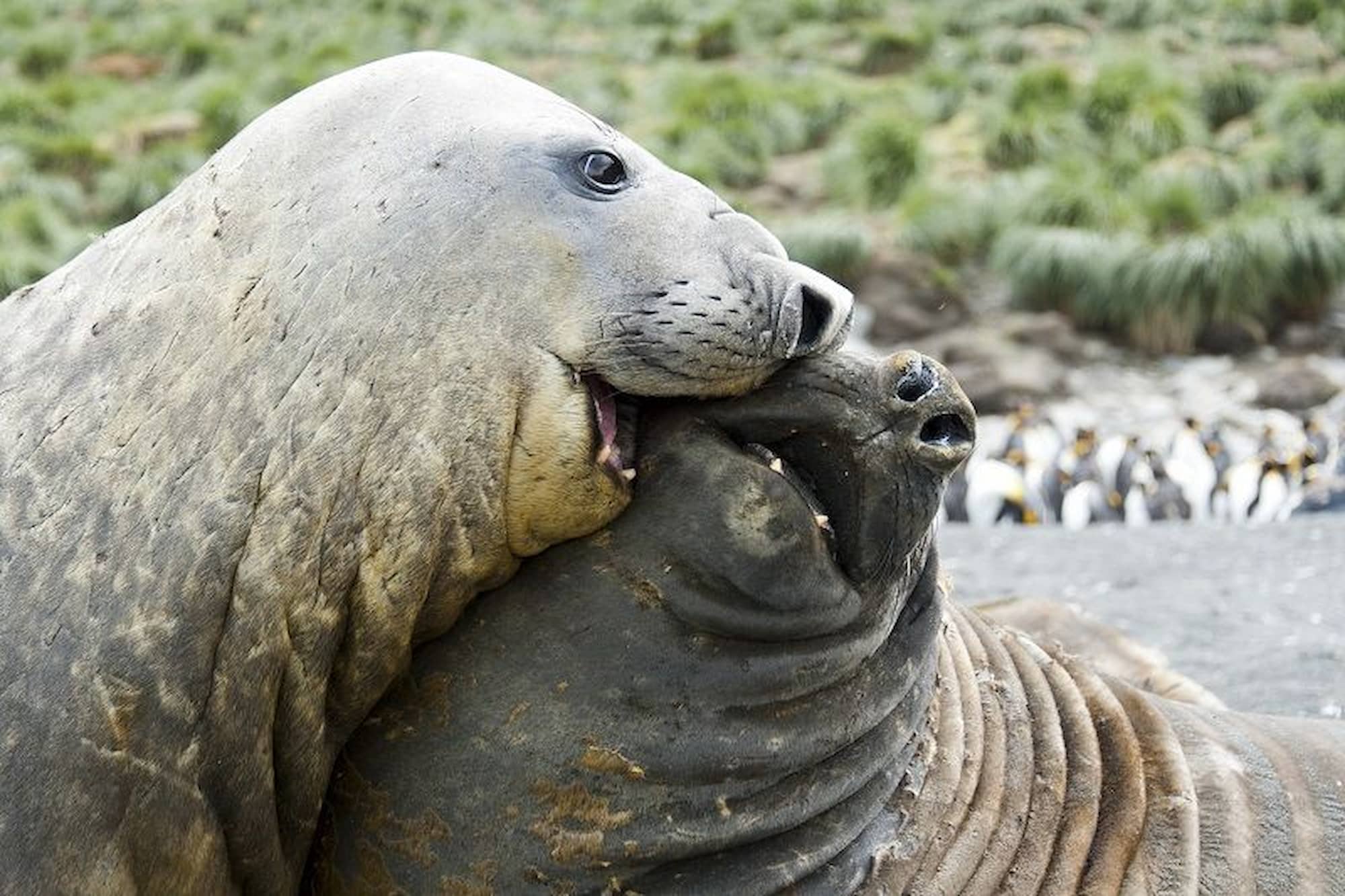 South Georgia's Elephant seals