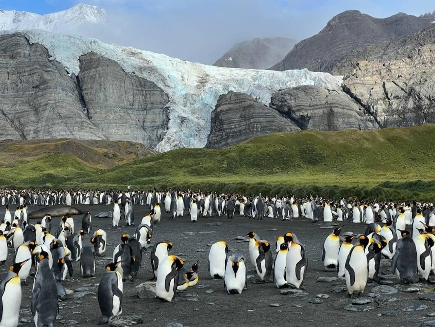 South Georgia is home to world’s largest number of King Penguin colonies