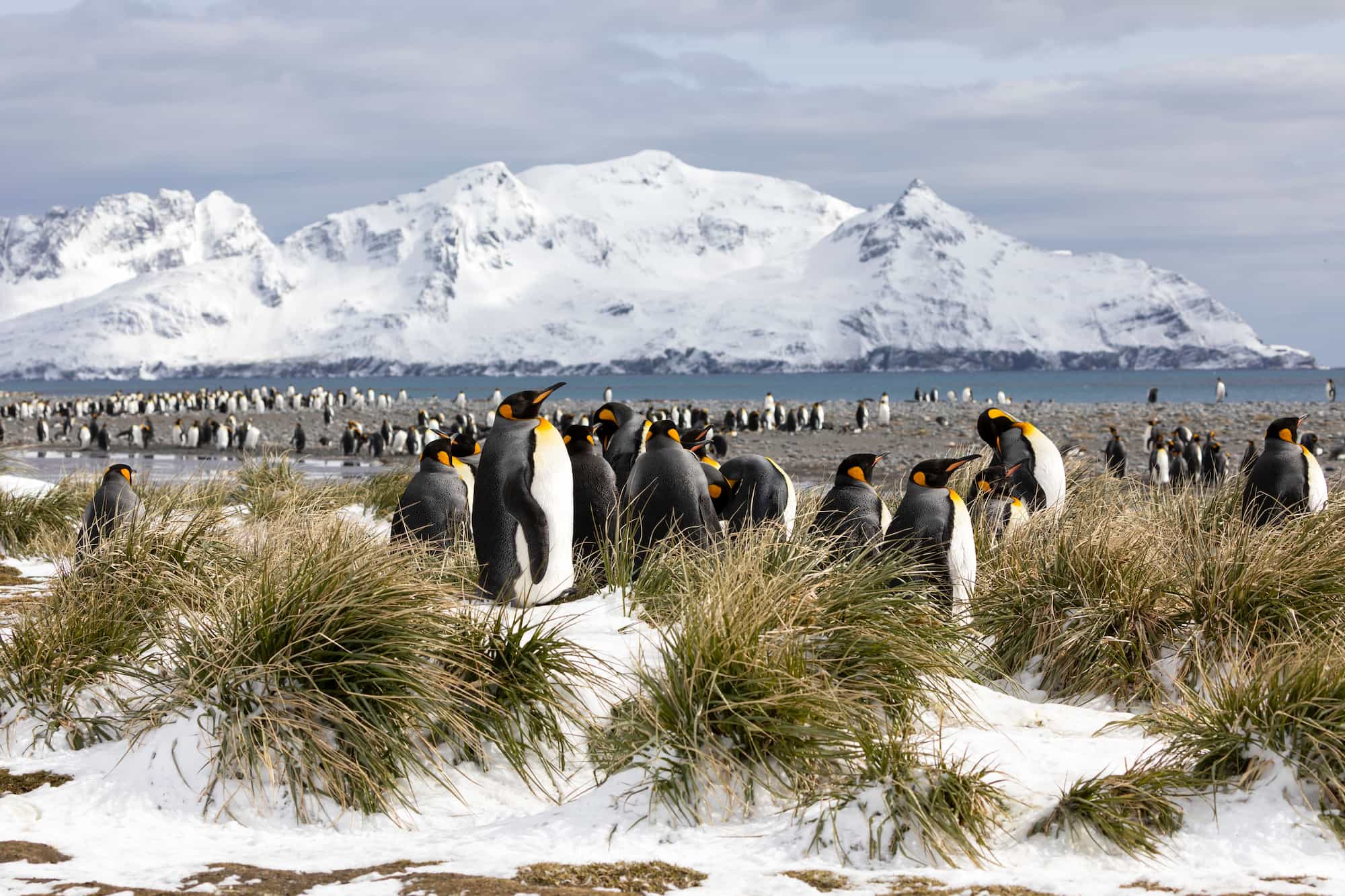 Penguin colony in South Georgia