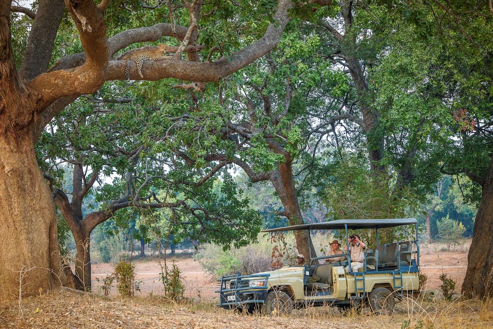 Leopard safari in South Luangwa National Park