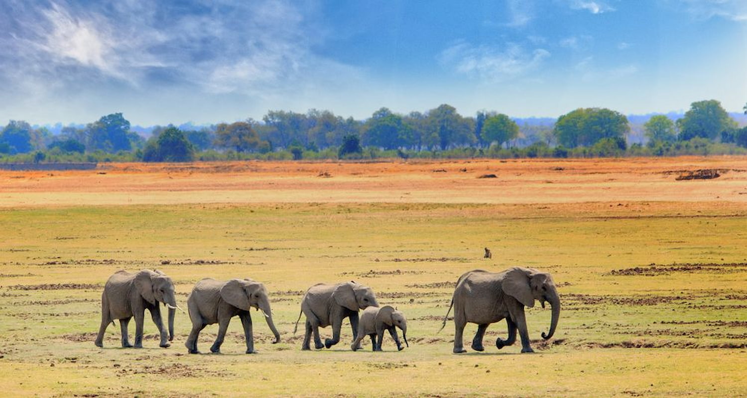 A group of elephants walking through South Luangwa National Park