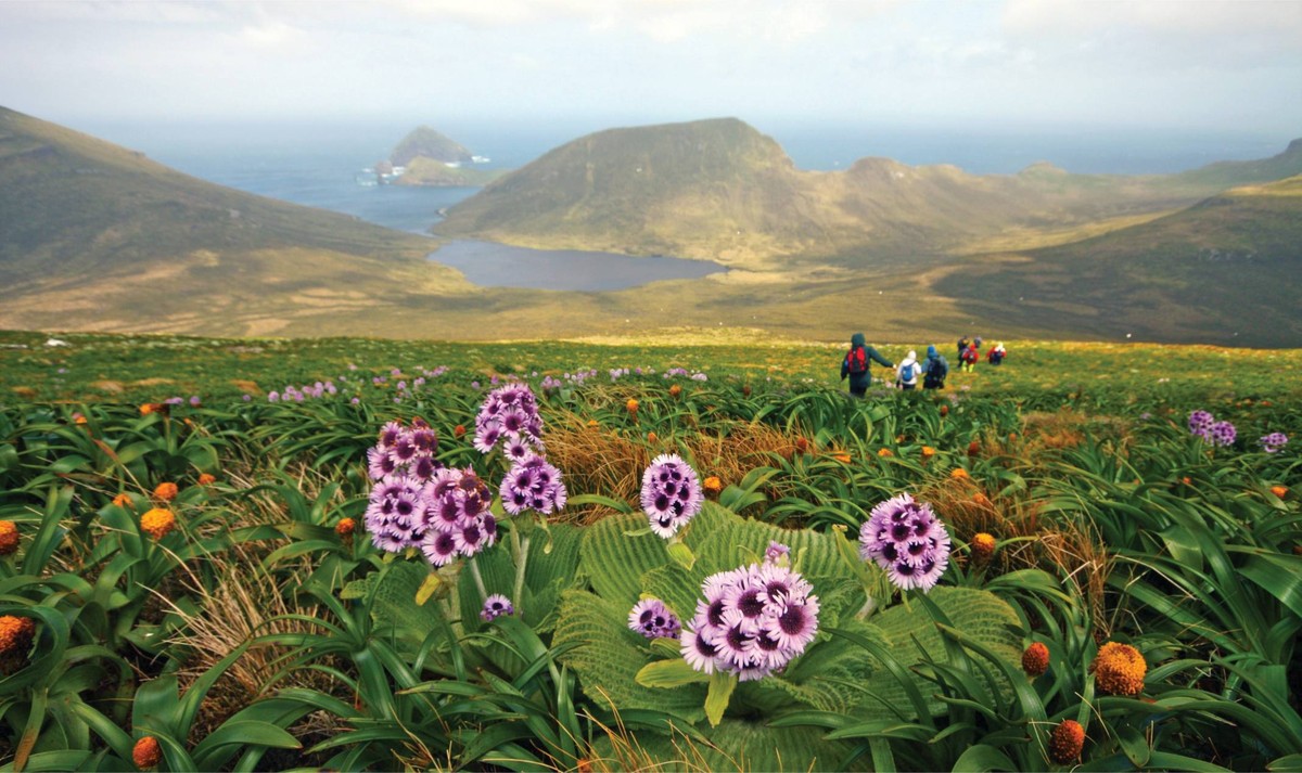Explore Wildlife in the Subantarctic Island