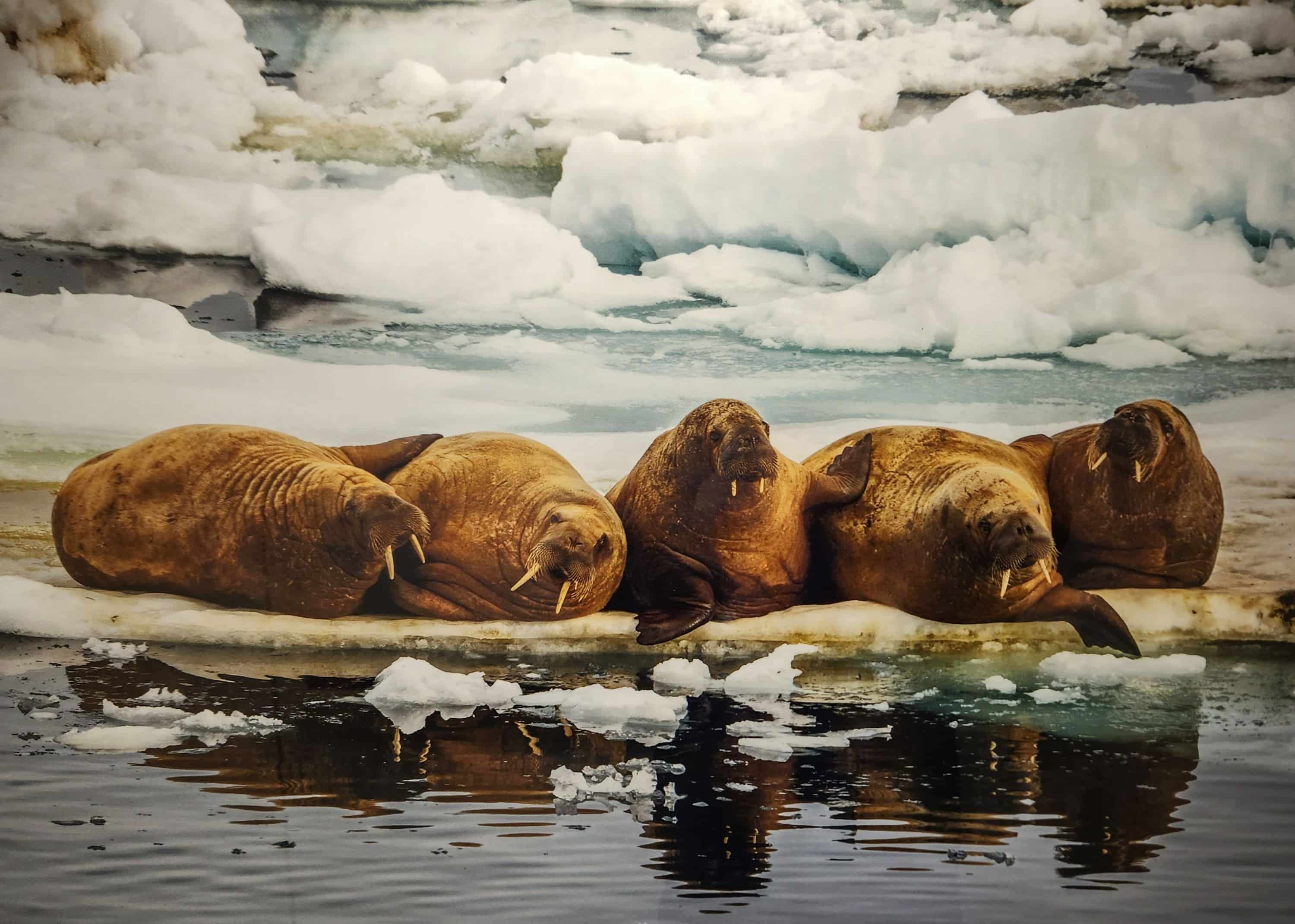 A huddle of walrus resting together on sea ice in Svalbard, showing tusks and thick brown bodies against the icy backdrop.
