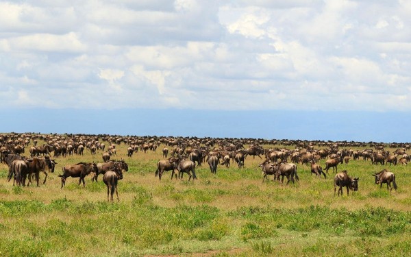 The Great Migration.